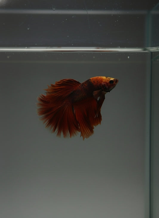 Betta-Avatar Red Vampire Halfmoon 1