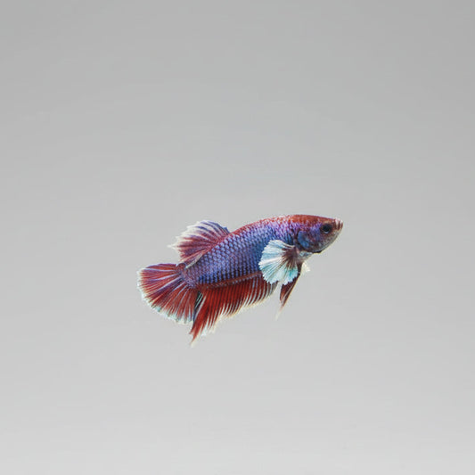 Betta-Dumbo Plakat
