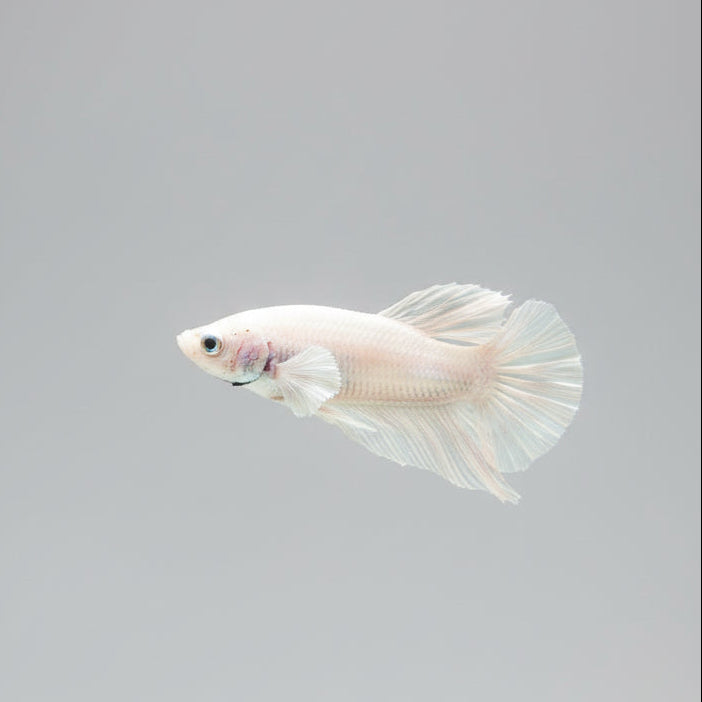 Betta- Platinum Plakat 3