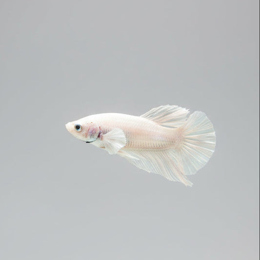 Betta- Platinum Plakat 3
