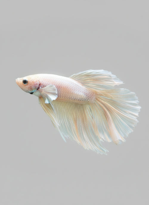 Betta- Platinum Halfmoon