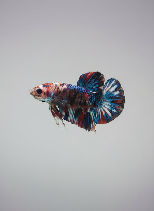 Betta-Koi Galaxy Plakat 1