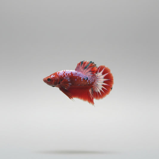 Betta- Hellboy Plakat 1