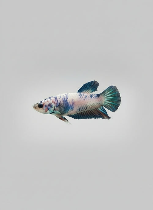 Betta- Bluerim Plakat 2
