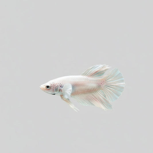 Betta- Platinum Plakat 2
