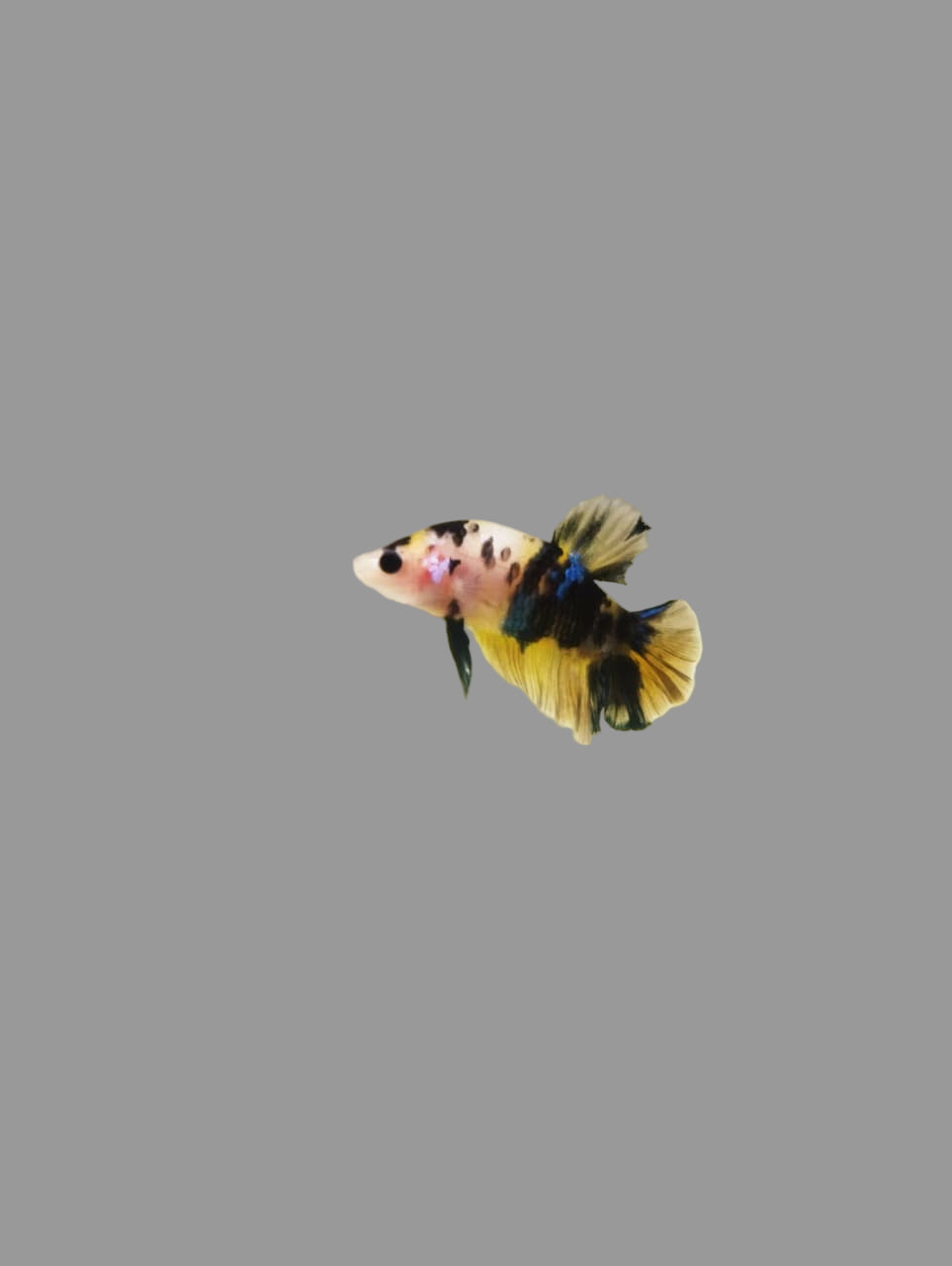 Betta- Yellow Koi Plakat 2