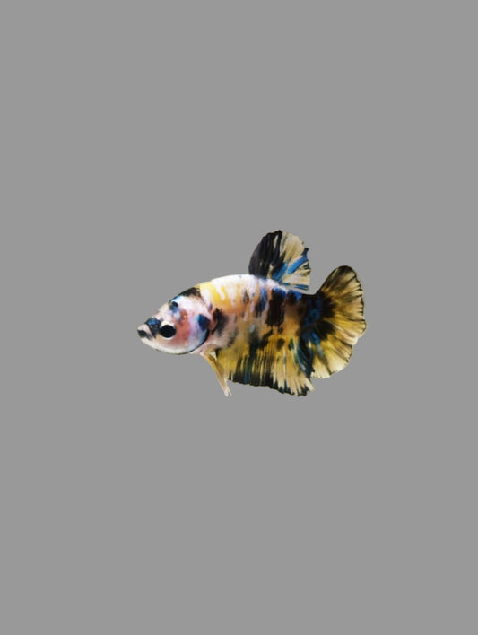 Betta- Yellow Koi Plakat 1