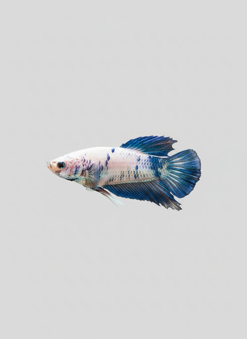 Betta- Bluerim Plakat 1