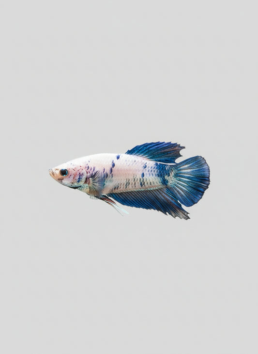 Betta- Bluerim Plakat 1