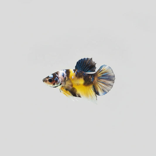 Betta- Yellow Galaxy Plakat 1