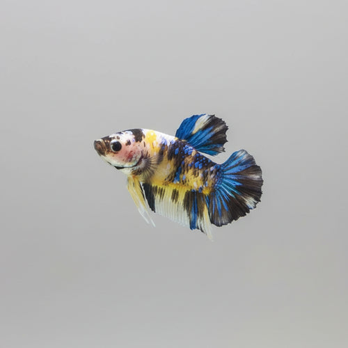 Betta- Yellow Galaxy Plakat 2