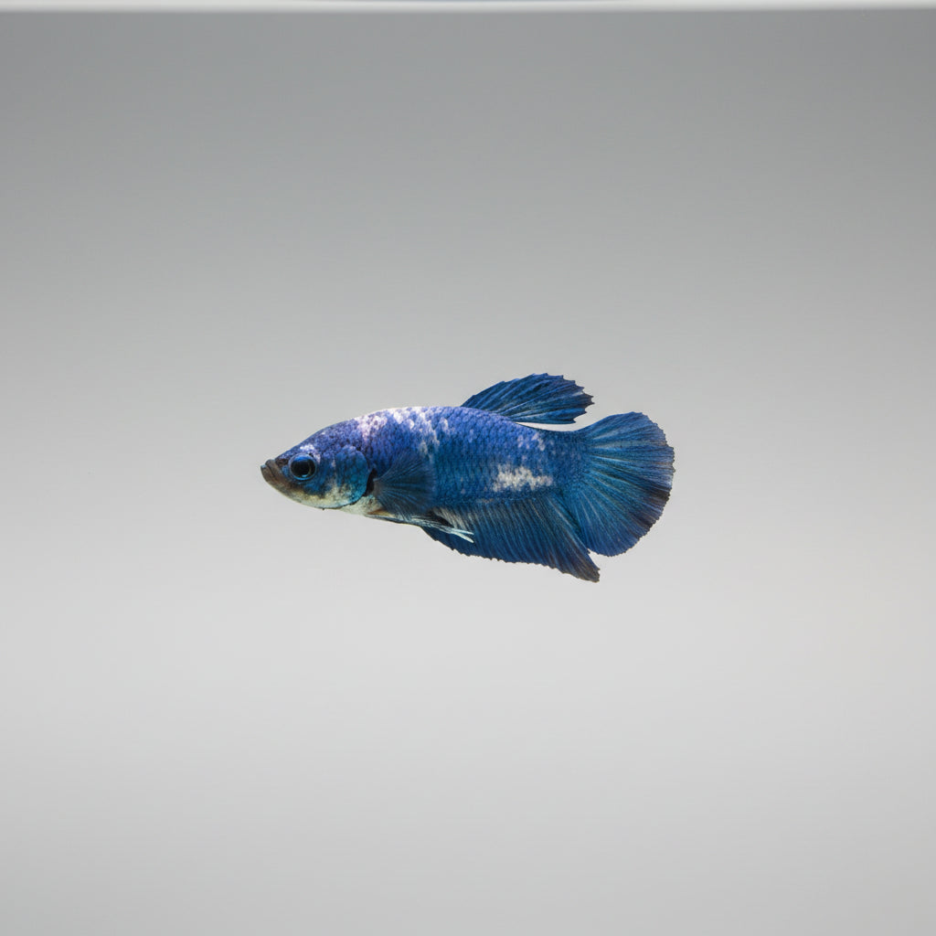 Betta- Blue Cow Plakat