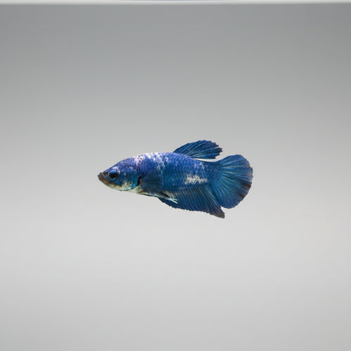 Betta- Blue Cow Plakat