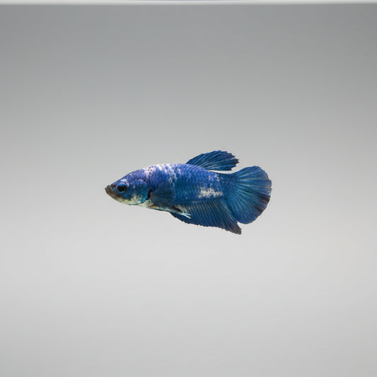 Betta- Blue Cow Plakat