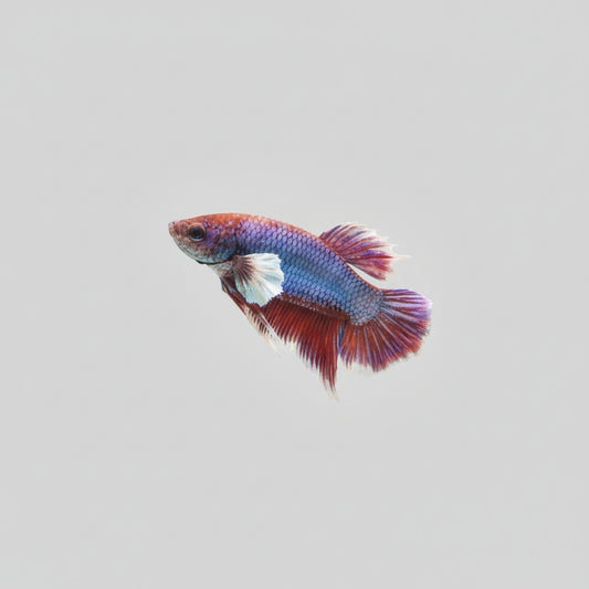Betta- Dumbo Plakat 1