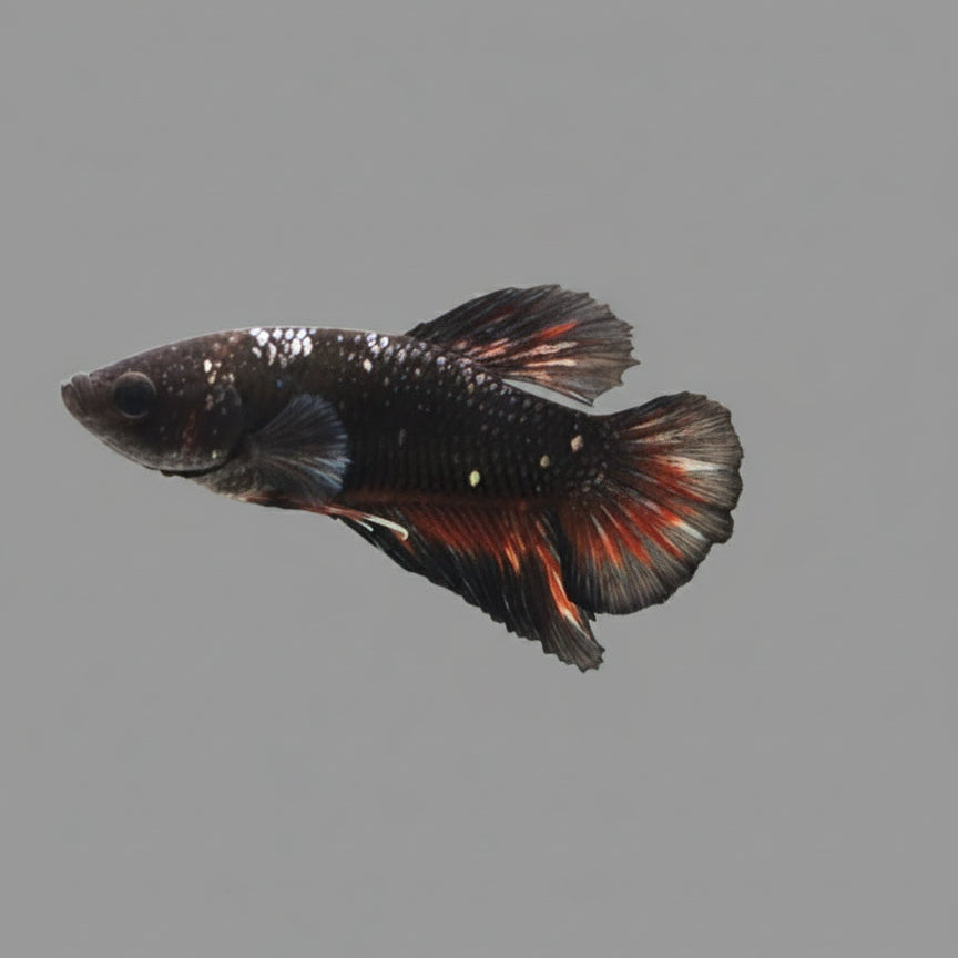 Betta- Avatar Copper 1