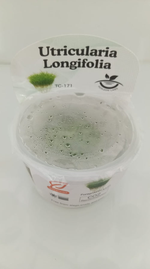 Horizon Labs Utricularia Longifolia 'In Vitro'