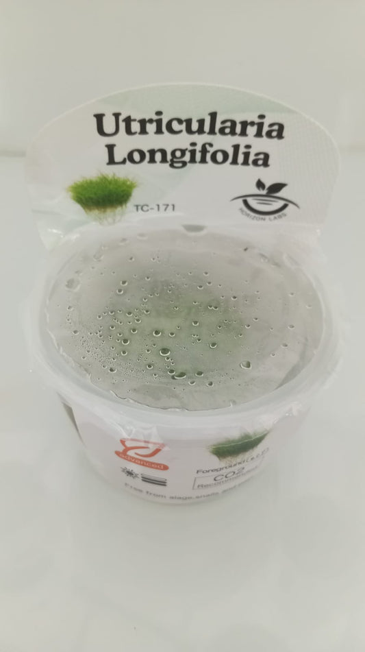 Horizon Labs Utricularia Longifolia 'In Vitro'