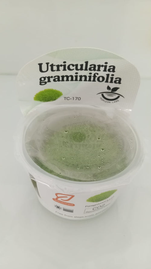 Horizon Labs Utricularia Graminifolia 'In Vitro'