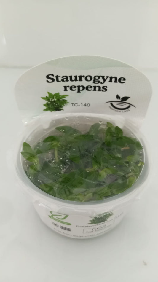 Horizon Labs Staurogyne Repens 'In Vitro'