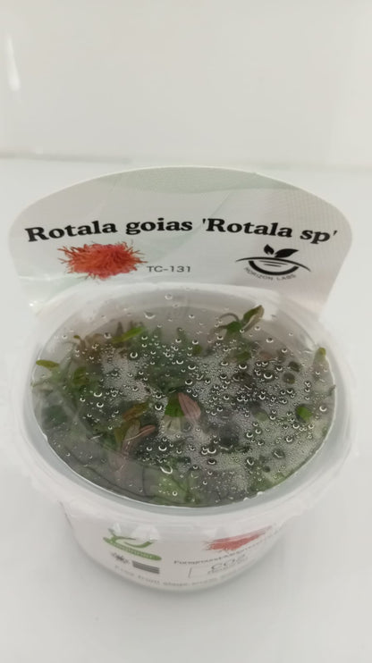 Horizon Labs Rotala Goias 'In Vitro'