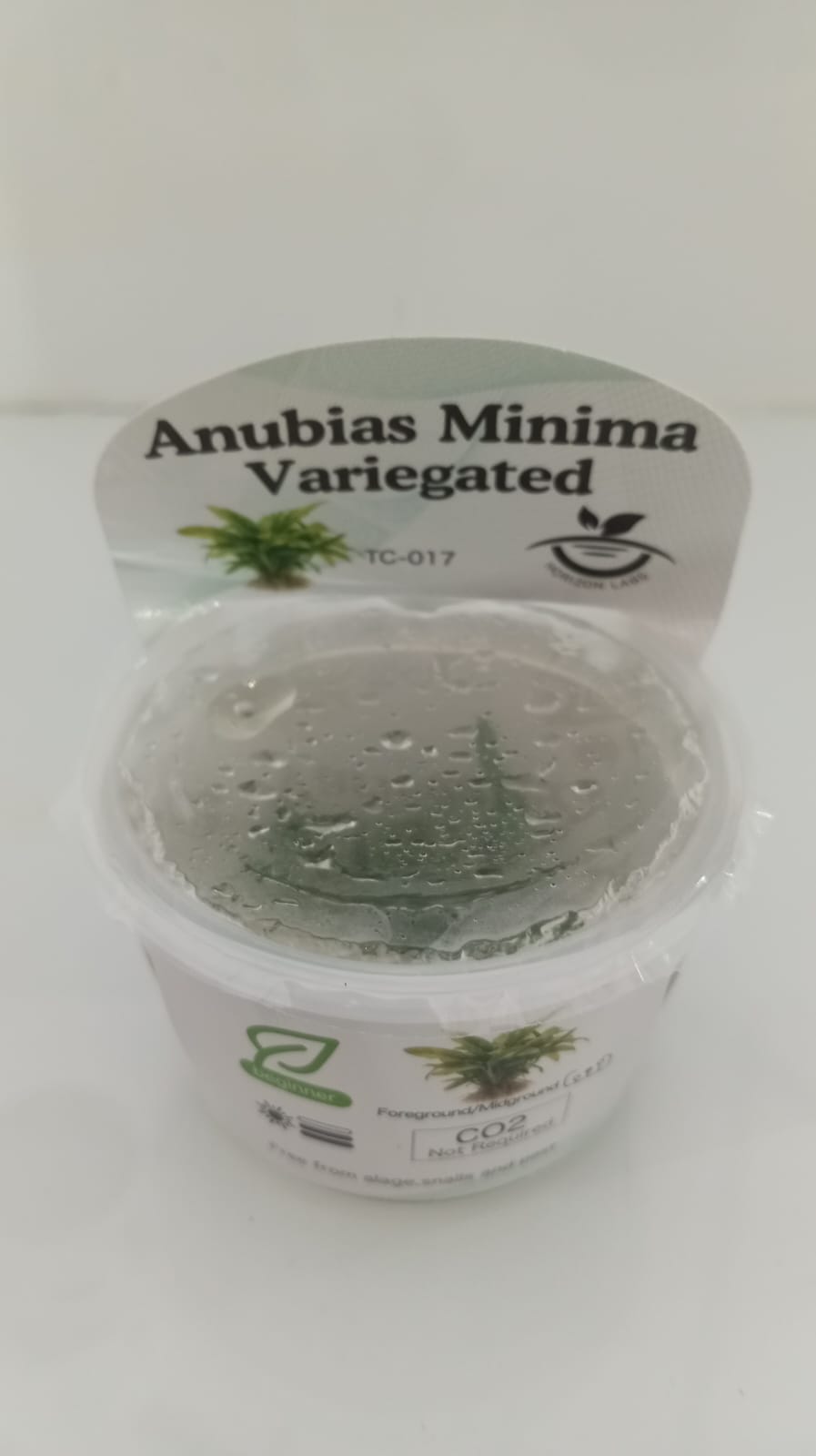 Horizon Labs Anubias Minima Variegated 'In Vitro'