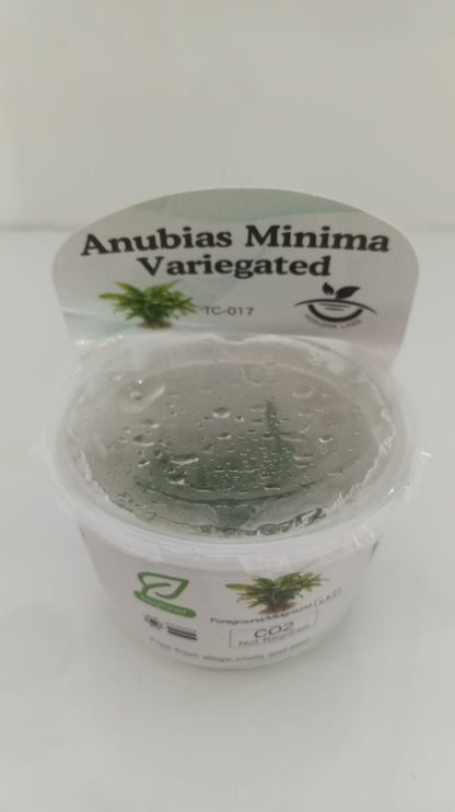 Horizon Labs Anubias Minima Variegated 'In Vitro'