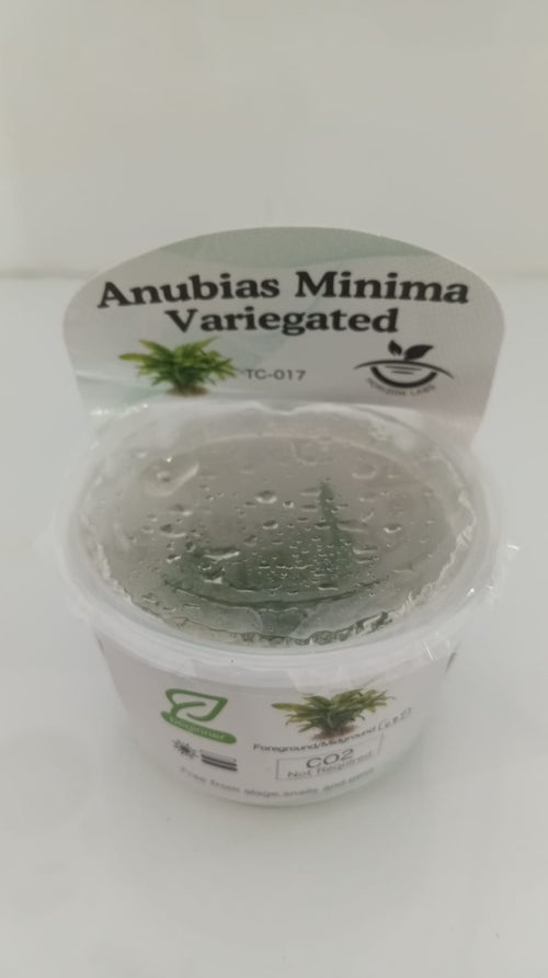 Horizon Labs Anubias Minima Variegated 'In Vitro'