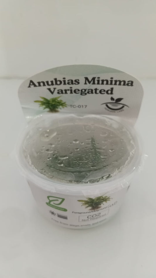 Horizon Labs Anubias Minima Variegated 'In Vitro'