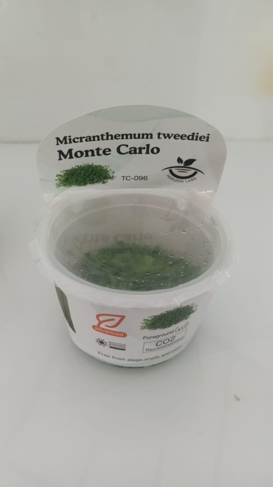 Horizon Labs Micranthemum Monte Carlo 'In Vitro'