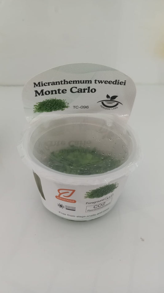 Horizon Labs Micranthemum Monte Carlo 'In Vitro'
