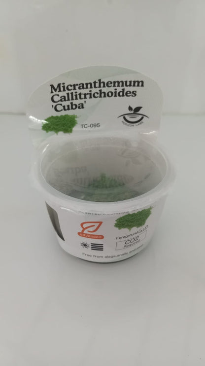 Horizon Labs Micranthemum calitrichoides Cuba 'In Vitro'