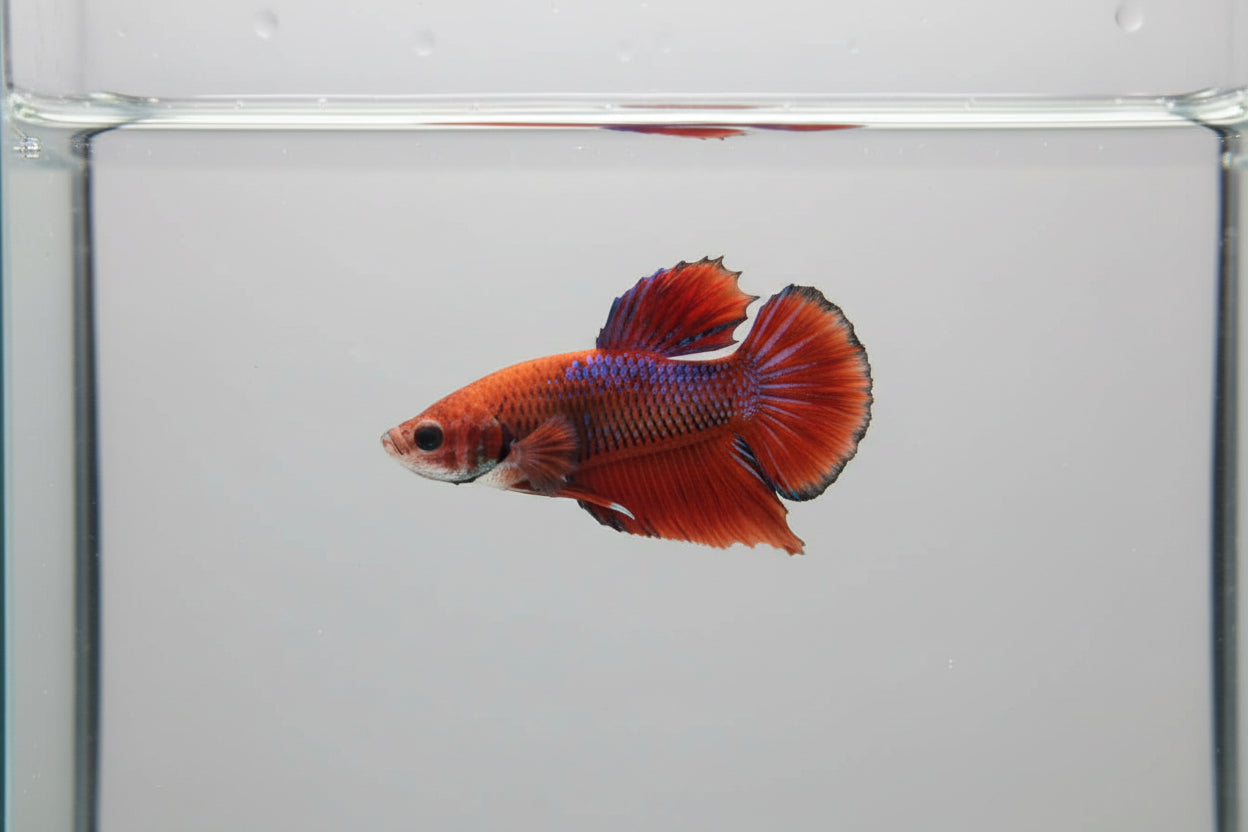 Betta-Hellboy 2
