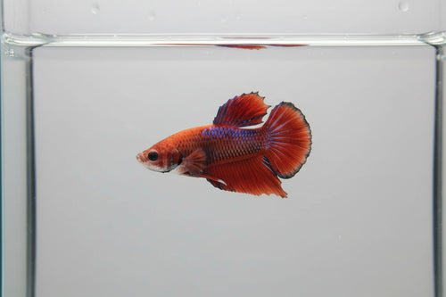 Betta-Hellboy 2