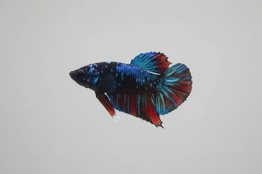 Betta-Nebula Plakat