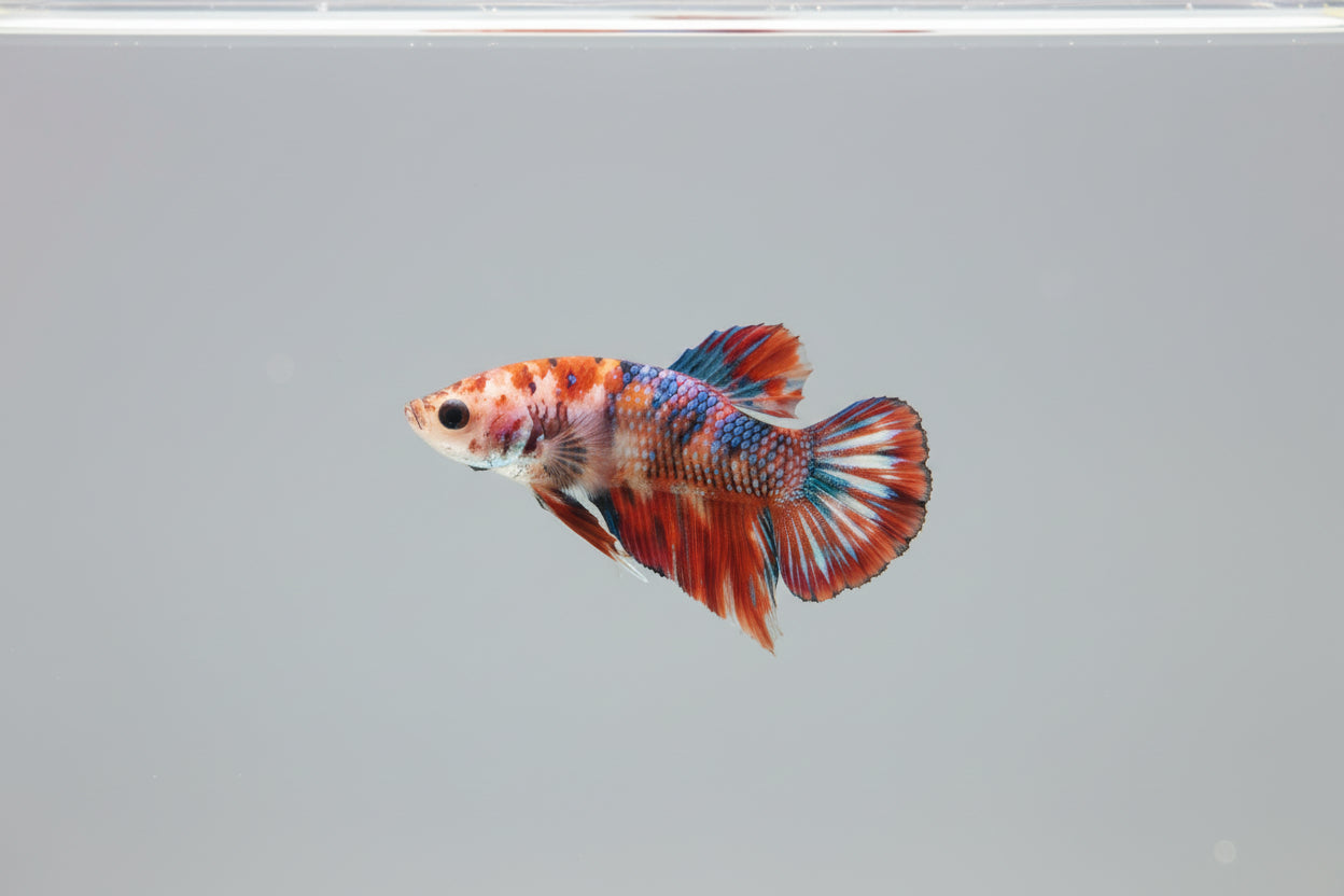 Betta-Galaxy Koi Plakat 2