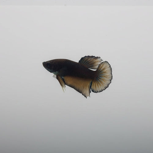 Betta-Black Mustard Gas Plakat