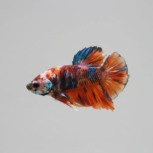 Betta-Koi Candy Plakat 1