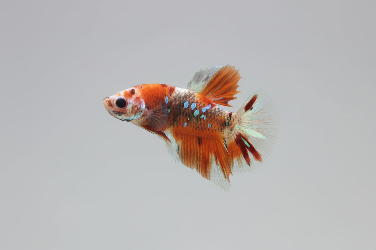Betta-Nemo Candy Plakat 1