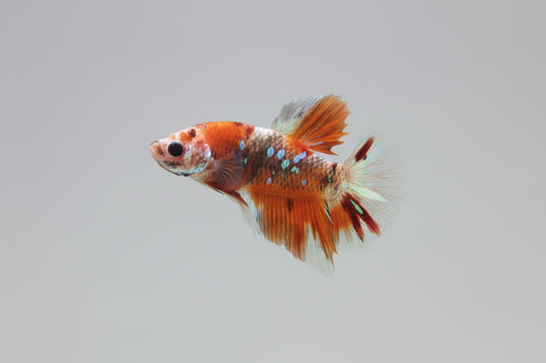 Betta-Nemo Candy Plakat 1