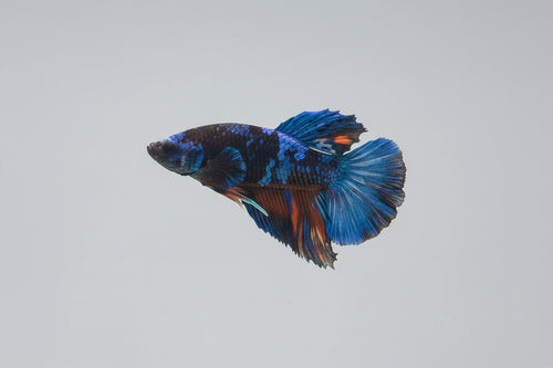 Betta-Avatar 2