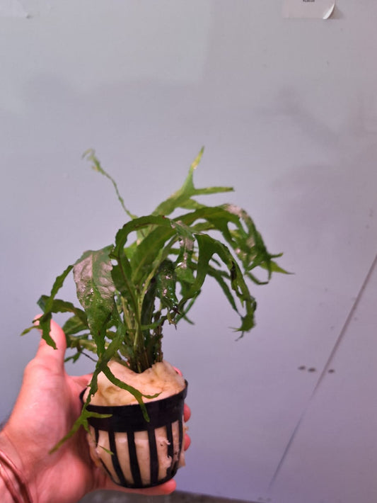 Java Fern XL Windelov/Thors hammer