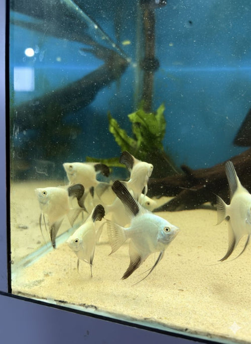 Angel-Bulgarian Seal Point