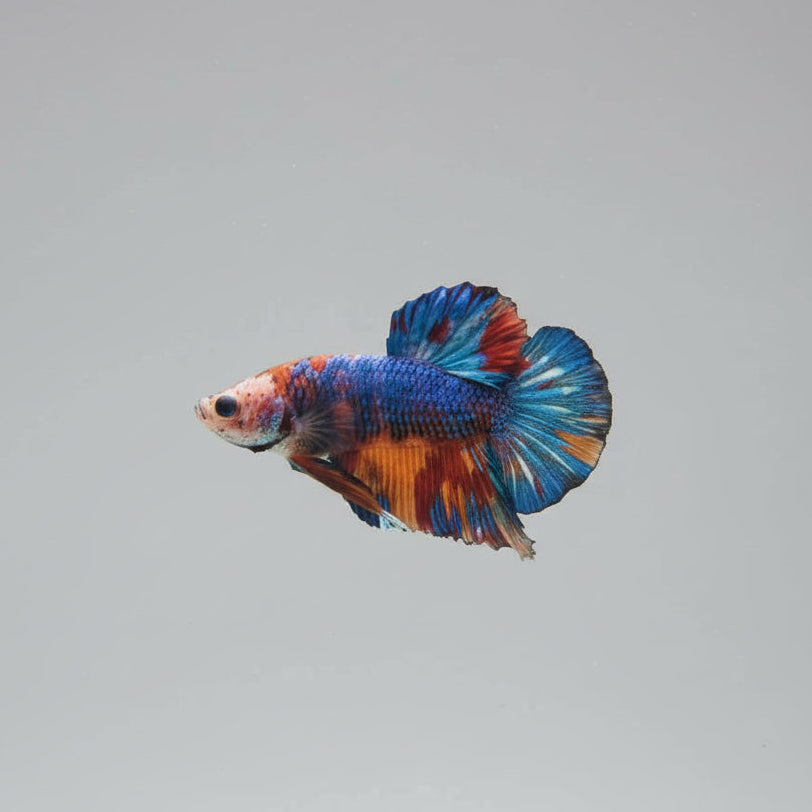 Betta-Plakat 1