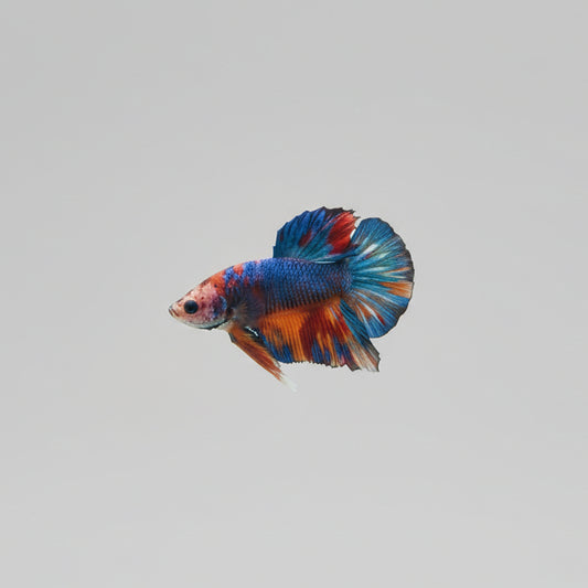 Betta-Plakat 5