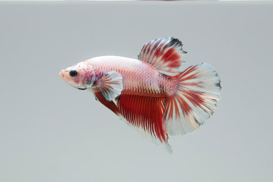 Betta-Plakat 6