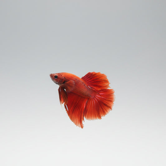 Betta-Halfmoon 2