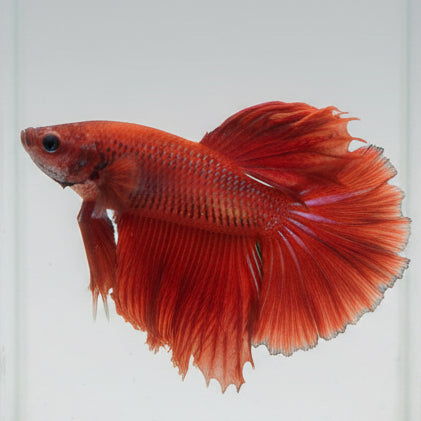 Betta-Halfmoon 1