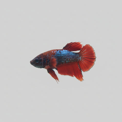 Betta-Plakat 3