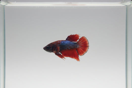 Betta-Plakat 8
